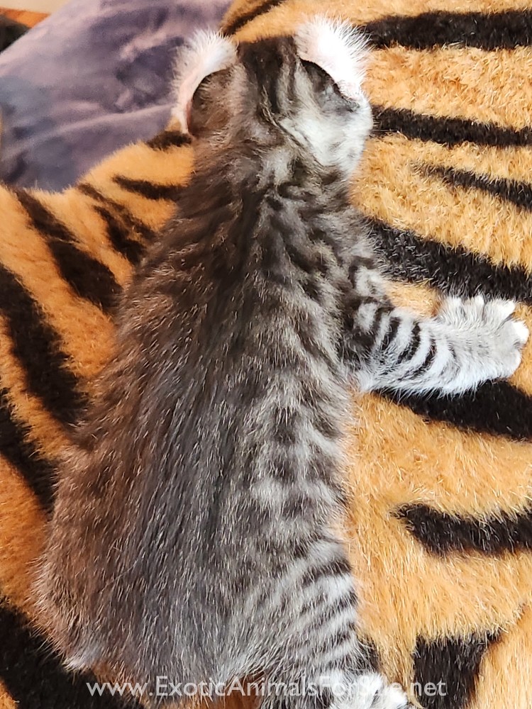 F2 Jungle Curl kitten for Sale