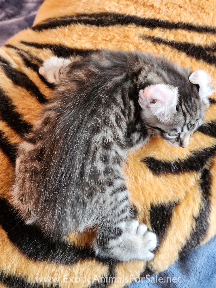 F2 Jungle Curl kitten for Sale