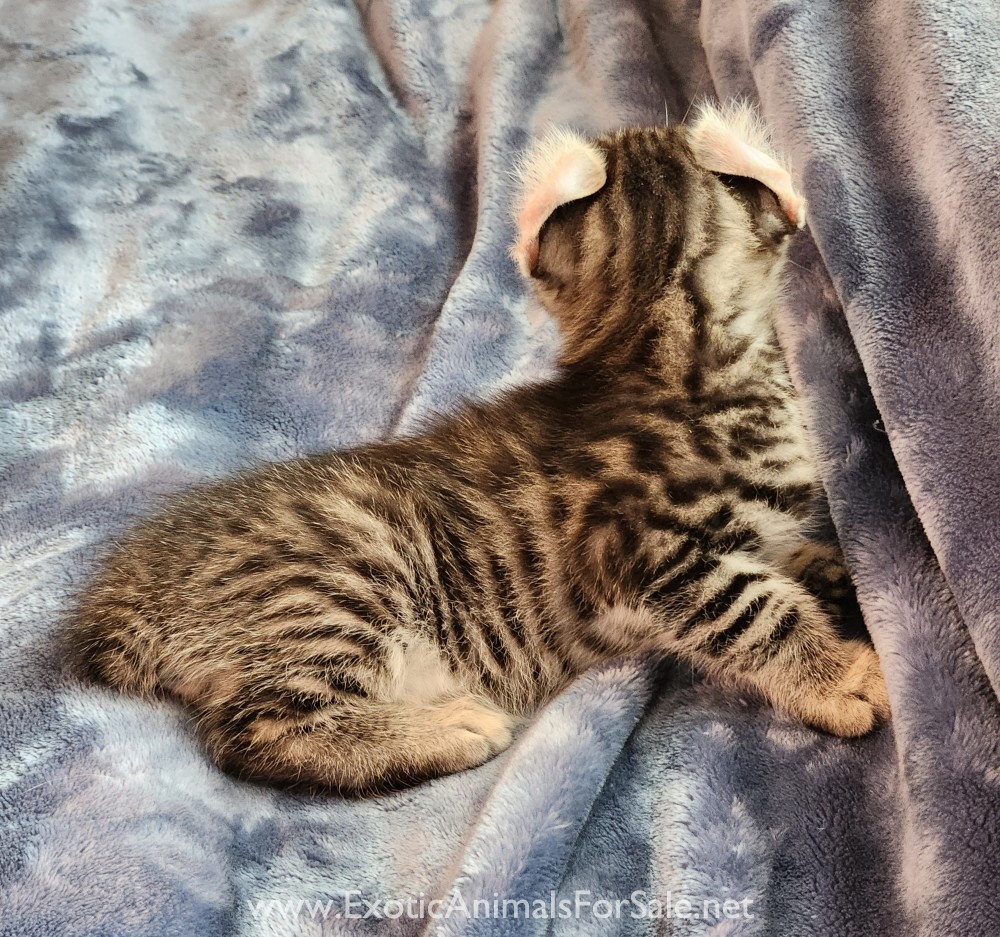 F2 Jungle Curl kitten for Sale