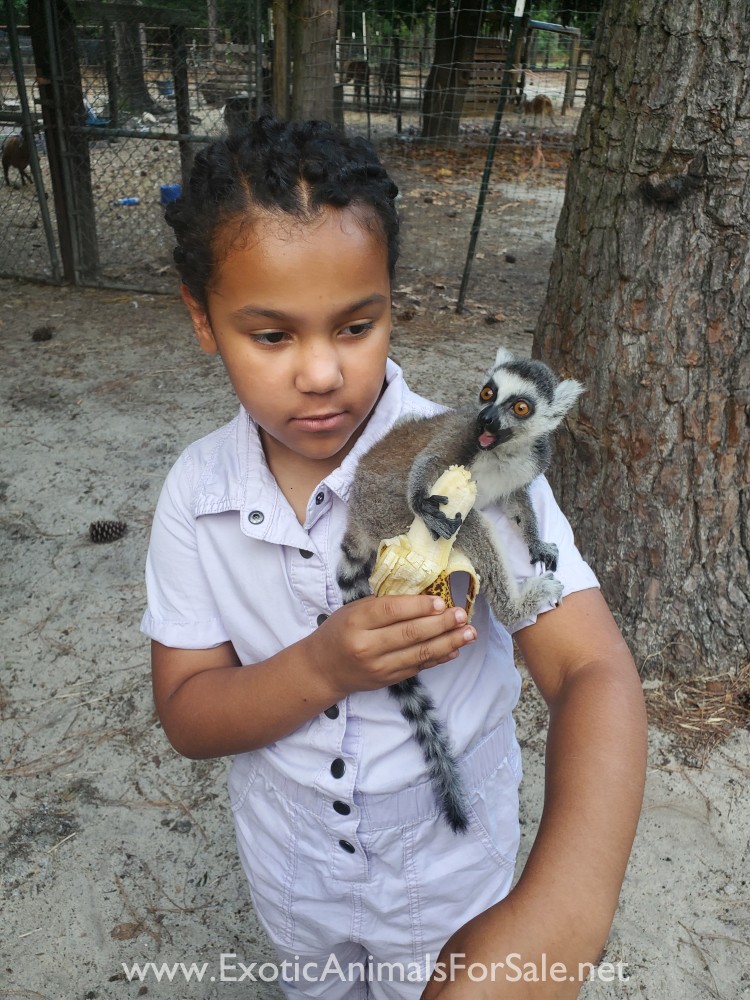 Baby Ringtail Lemur For Sale Baby ringtail lemur for sale