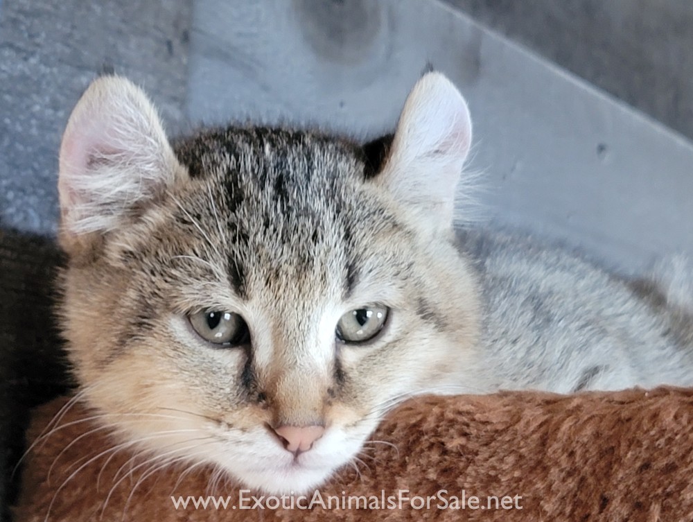 F1 Jungle Curl Kittens For Sale