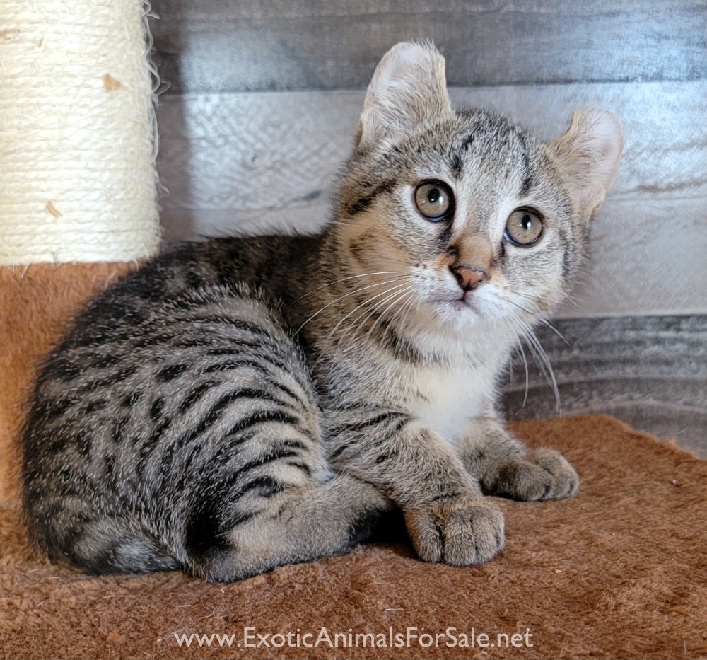F1 Jungle Curl Kittens For Sale
