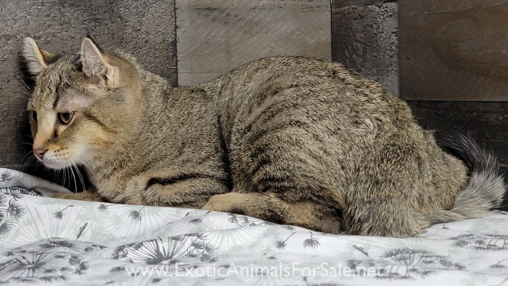 F1 Jungle Curl Kittens For Sale