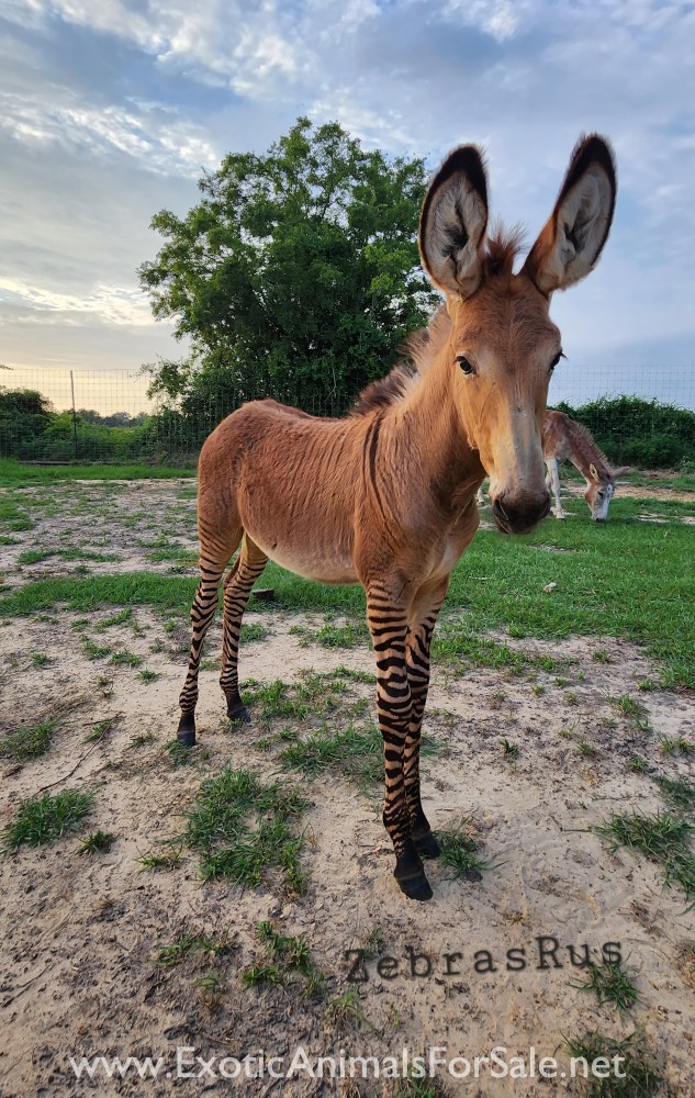 Mammoth Zedonk Colt / Zonkey for Sale