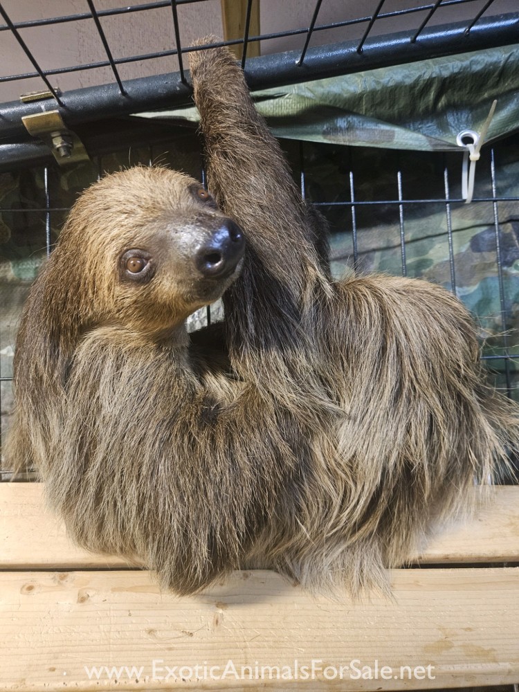 Sloths For Sale
