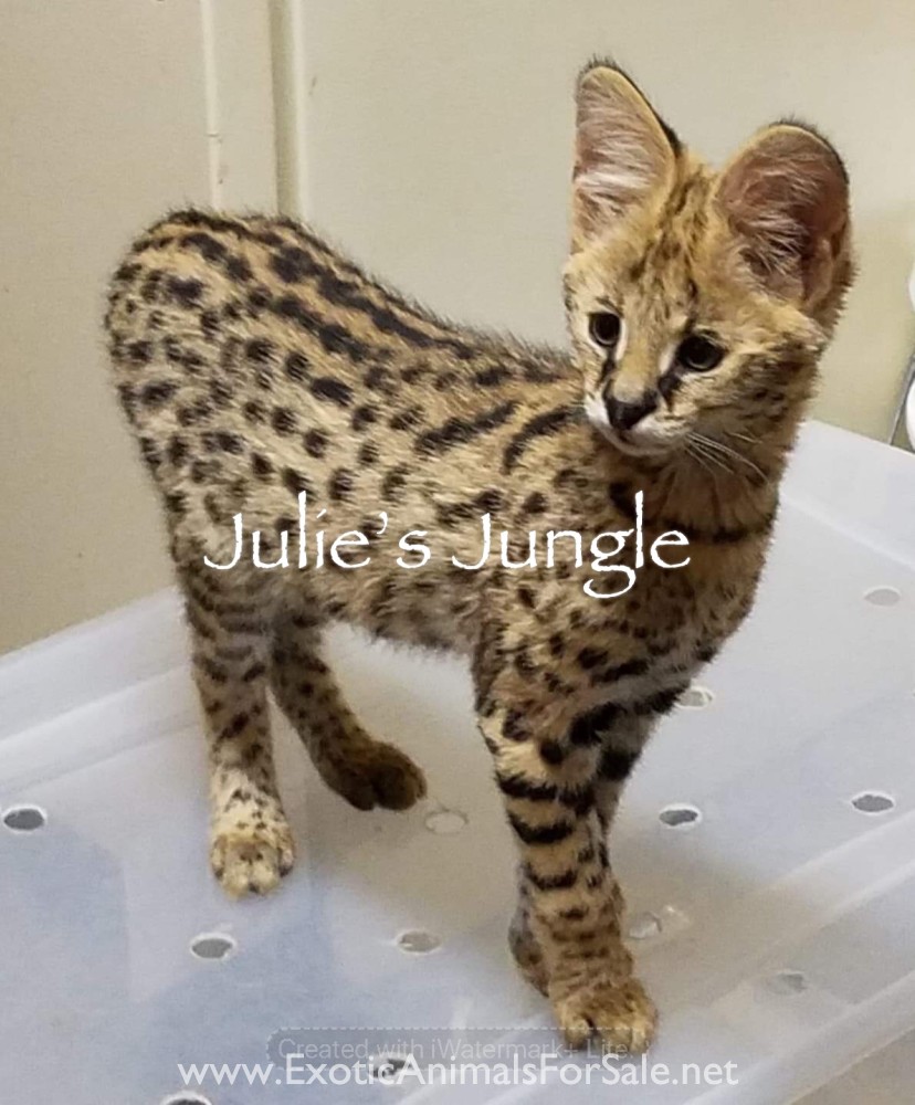Serval kittens for Sale