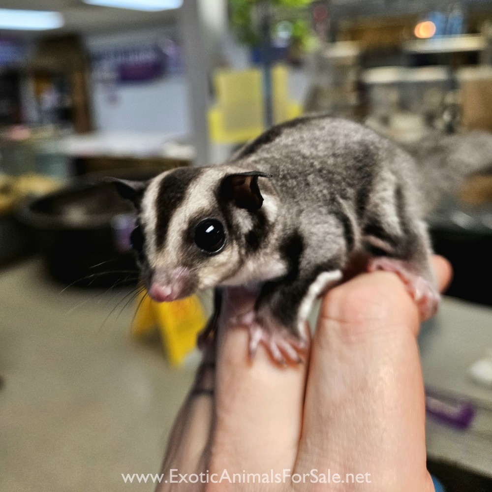 Sugar Gliders! Financing & Transport available! for Sale