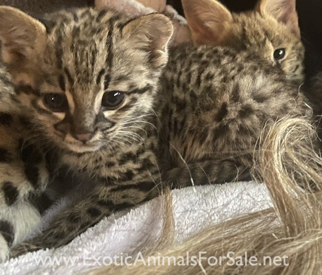 Geoffroy’s cat for Sale