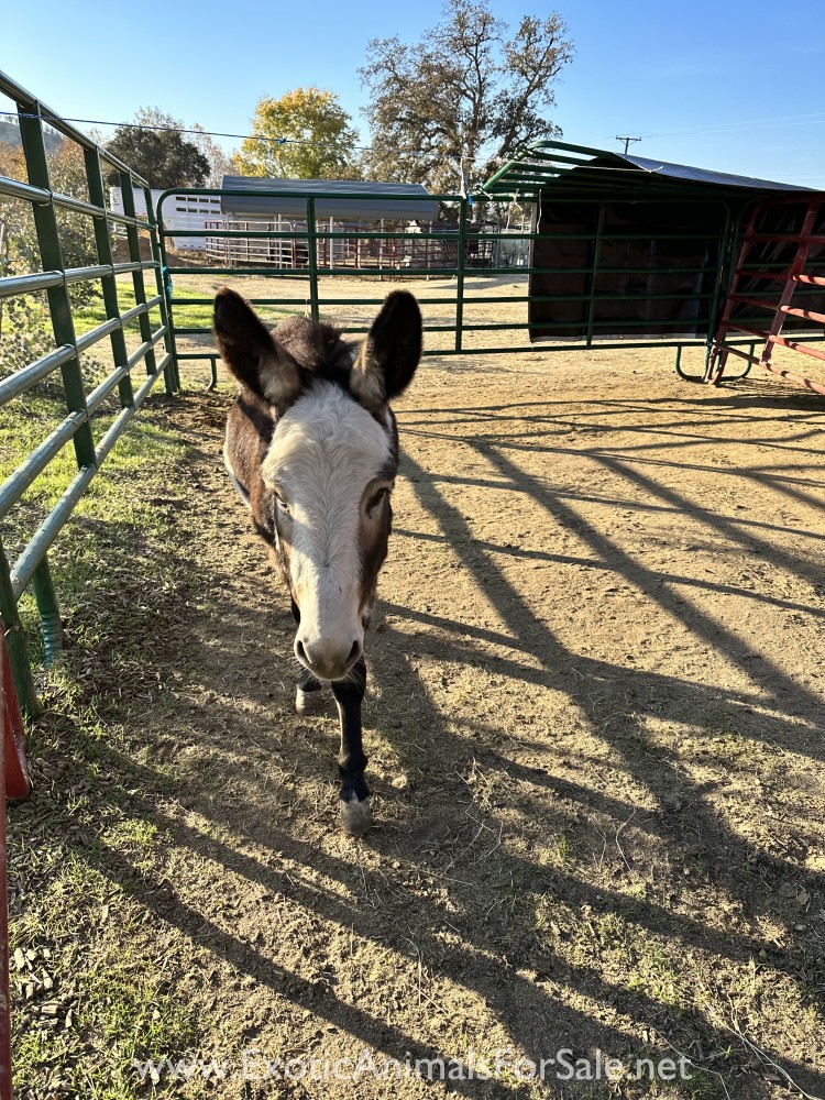 Miniature donkeys for Sale