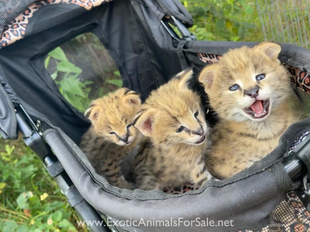 African Serval kittens for Sale