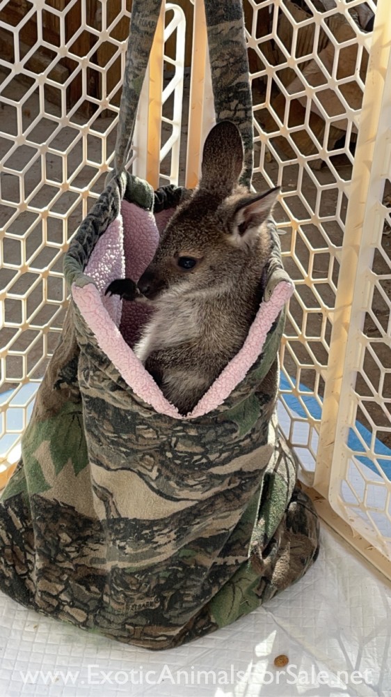 Male Wallaby for Sale
