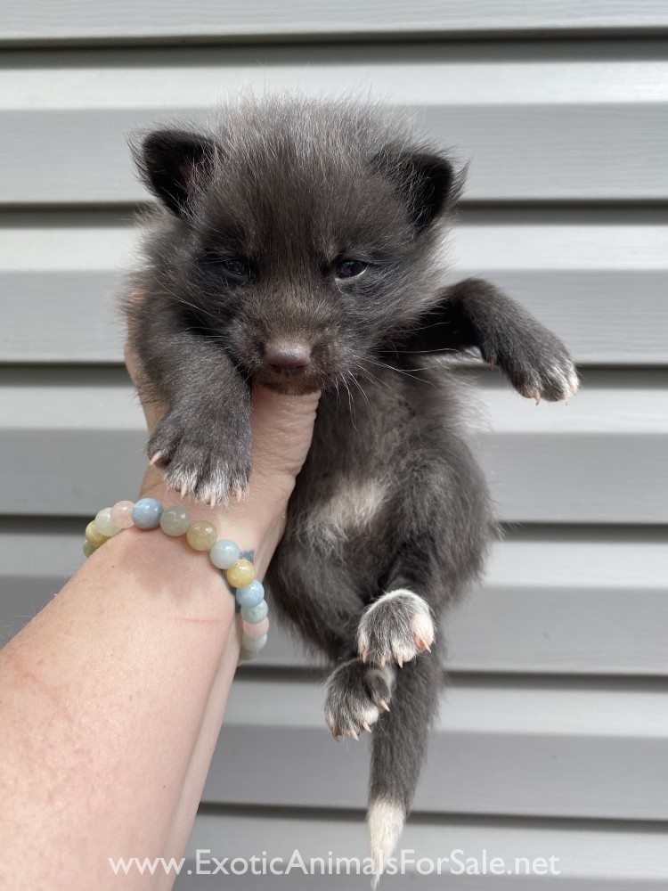 Female Red Fox Kits for Sale