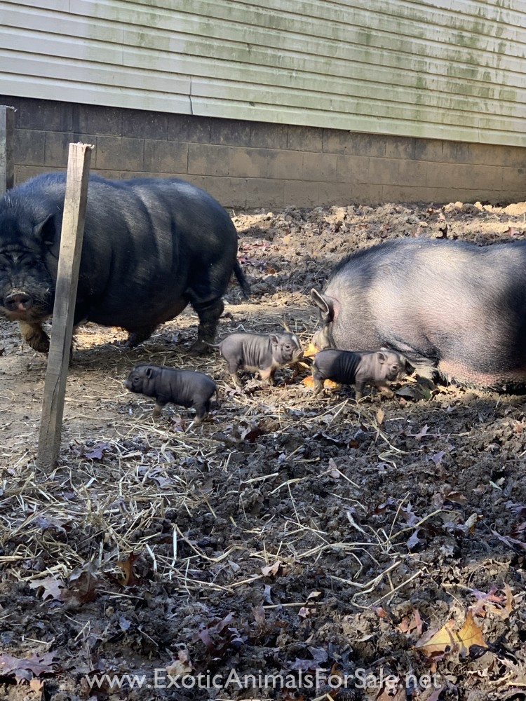 Mini pot belly pigs for Sale