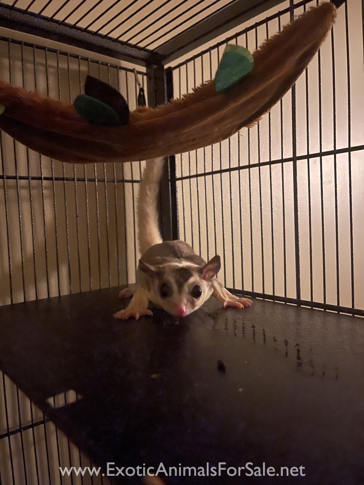 Sugar Glider for Sale