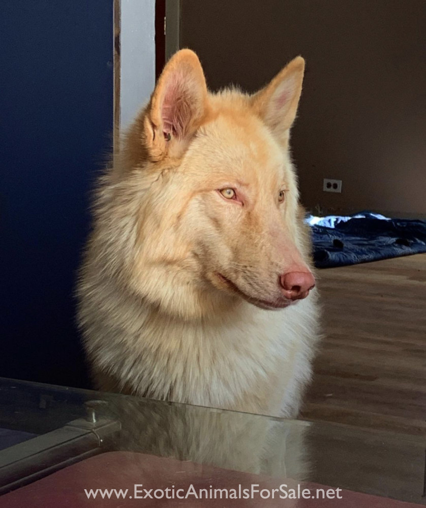 Male wolf hybrids for Sale