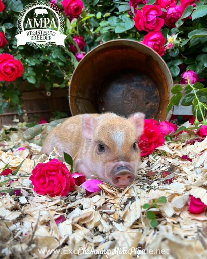 Mini pigs for Sale
