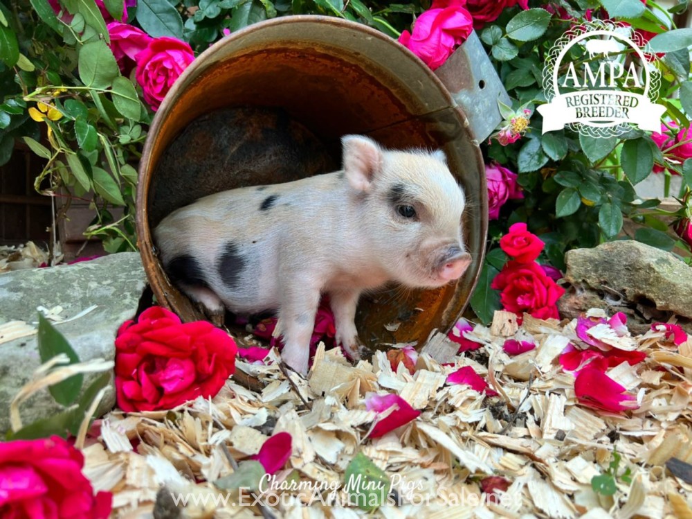 Mini pigs for Sale