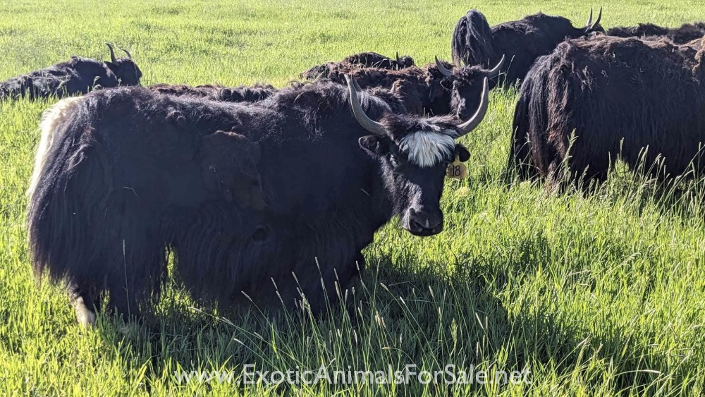 Yak for Sale