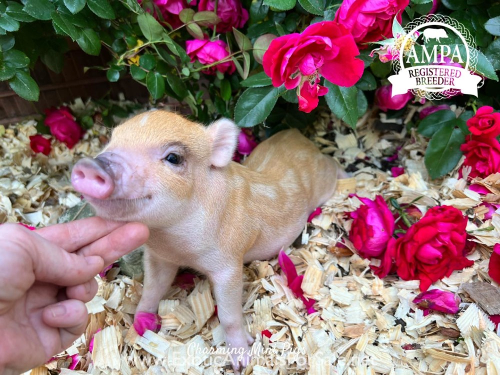 Mini pigs for Sale