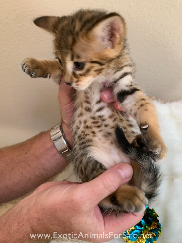 High Percentage F3 Savannah Kittens Spring Litter! for Sale