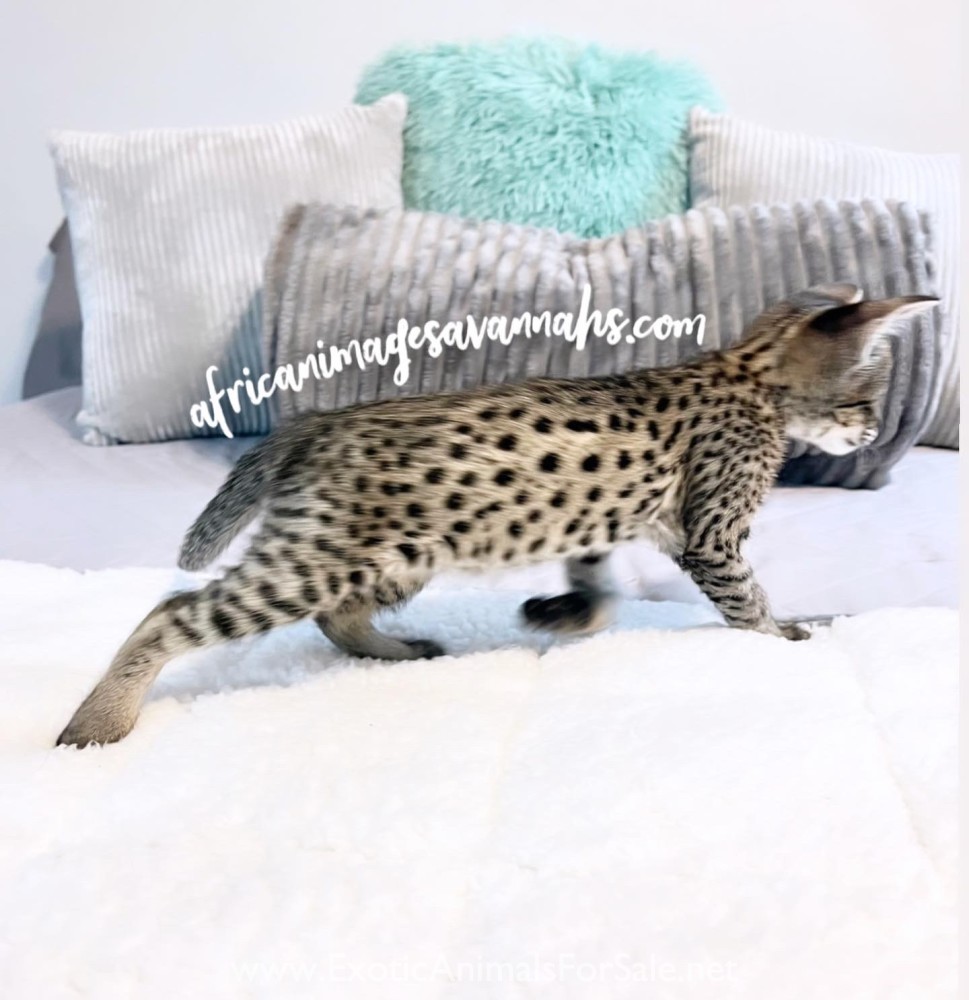 F2 Savannah Cat for Sale