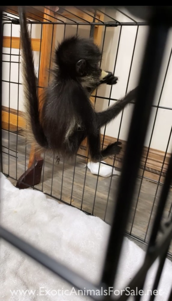 Spider monkey for Sale