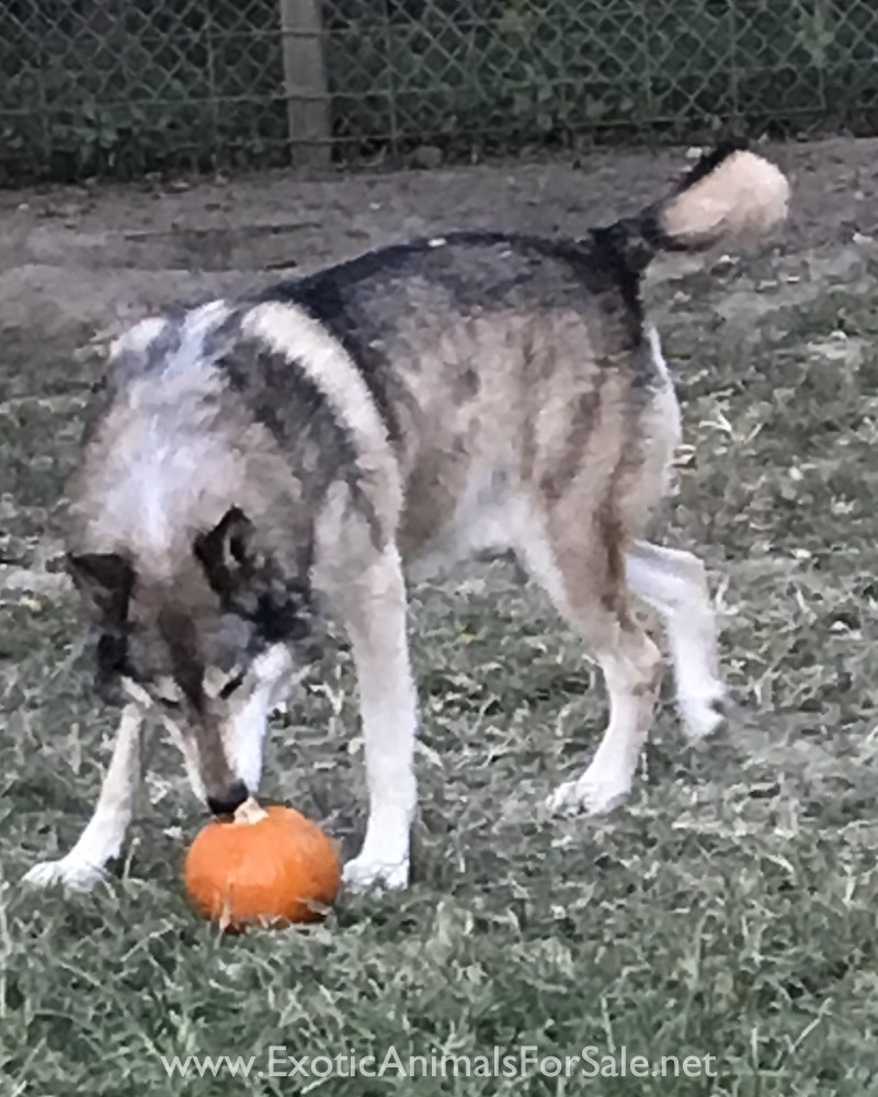 UPPER MID CONTENT WOLF DOG PUPPIES for Sale