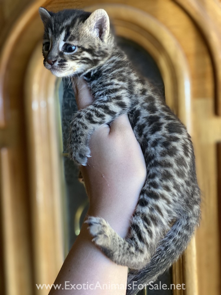 F1 female bengal (50 asian leopard cat) for Sale