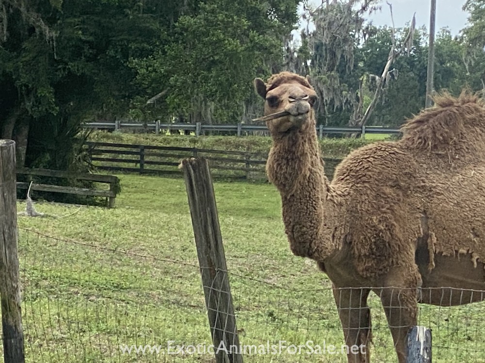 Camel, Dromedary for Sale