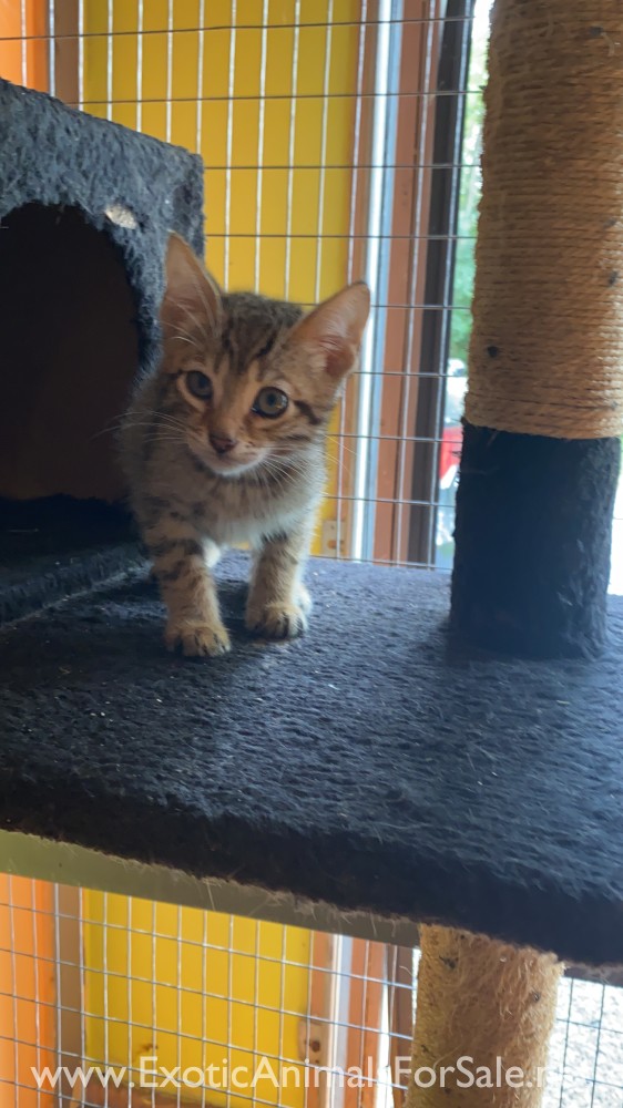 Half bengal/half Tom cat for Sale