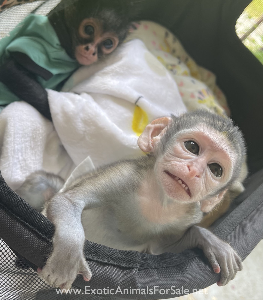 Spider Monkey for Sale