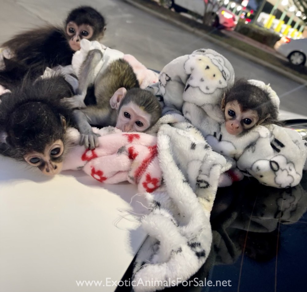 Spider Monkey baby for Sale