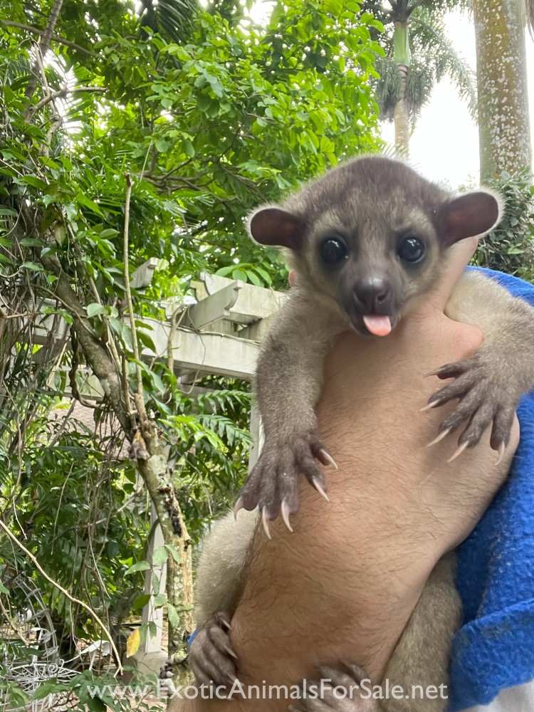 Kinkajou Available at Treetop Exotics for Sale