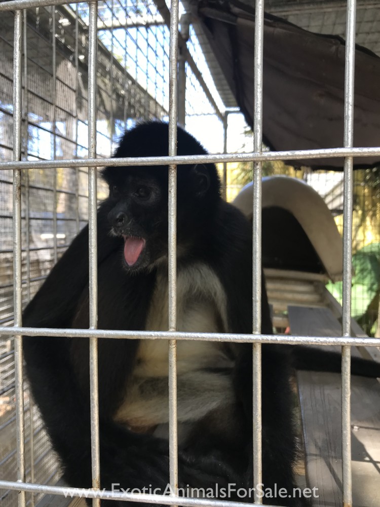 Adult pair spider monkeys for Sale