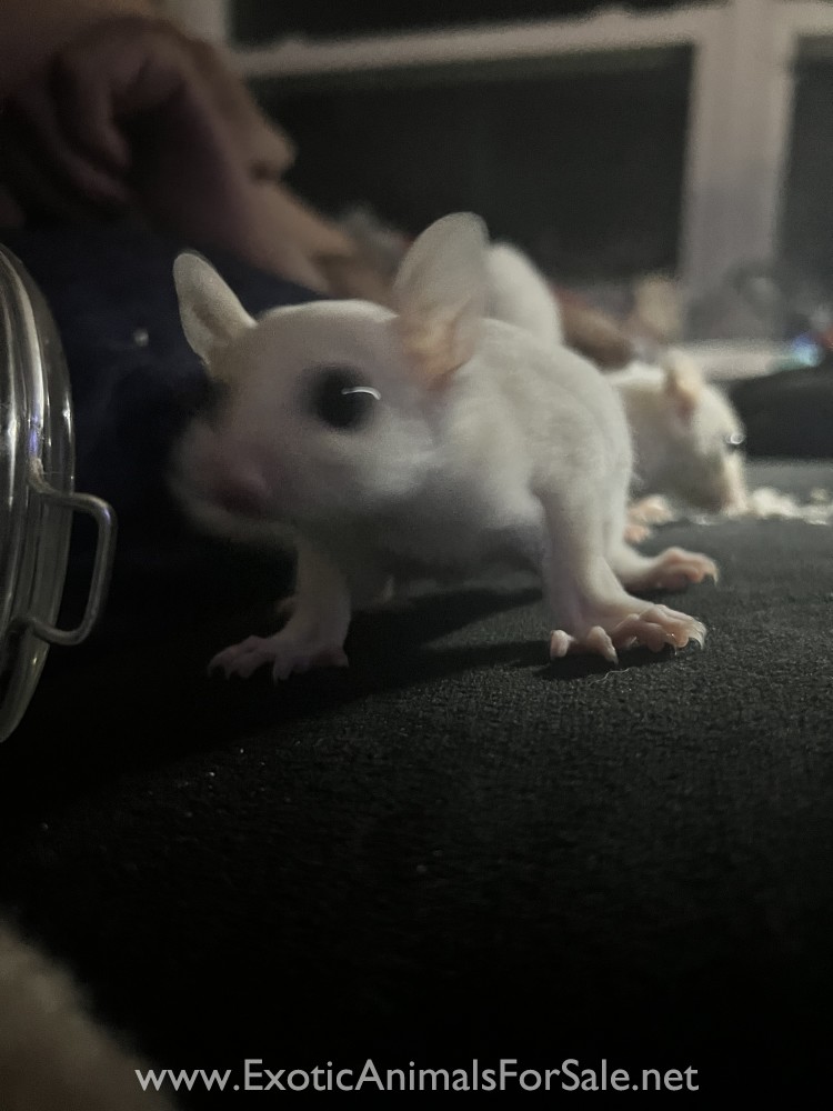 Leucistic Sugar Glider Joeys for Sale w/Lineage for Sale