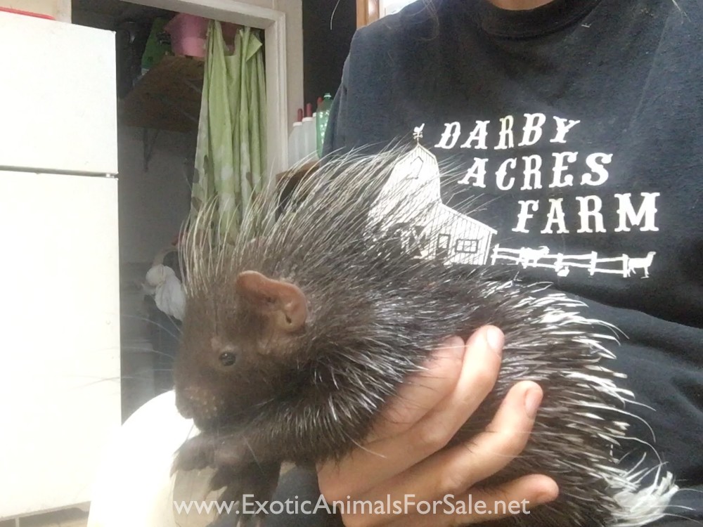 African crested porcupine for Sale