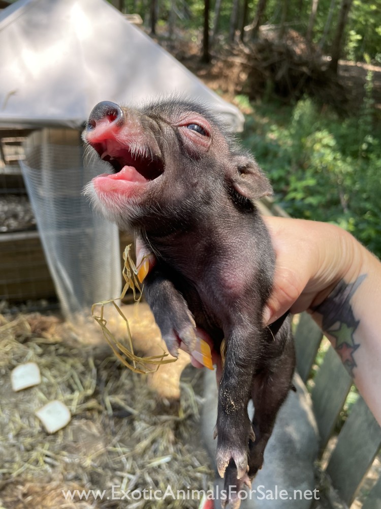 Mini potbelly pig for Sale