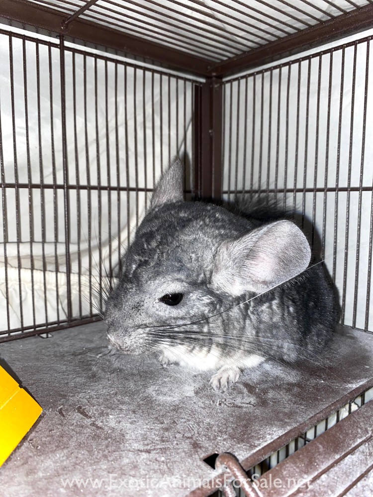 Male Chinchilla for Sale! for Sale