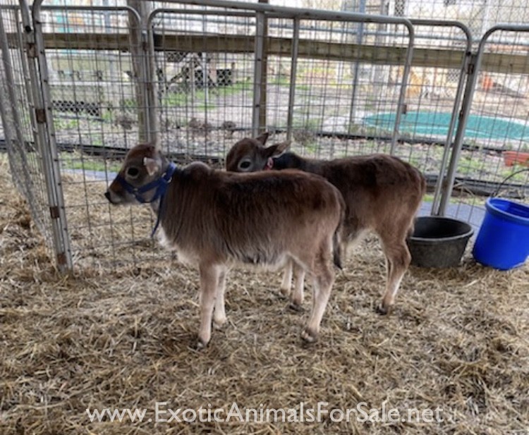 Miniature Zebu for Sale