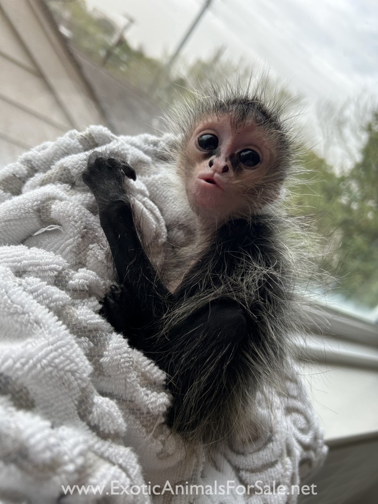 Spider monkey rare color for Sale