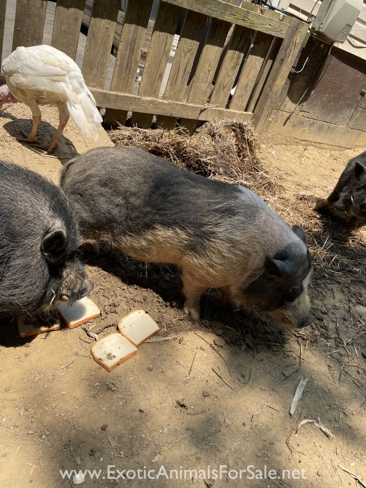 Mini potbelly pig for Sale