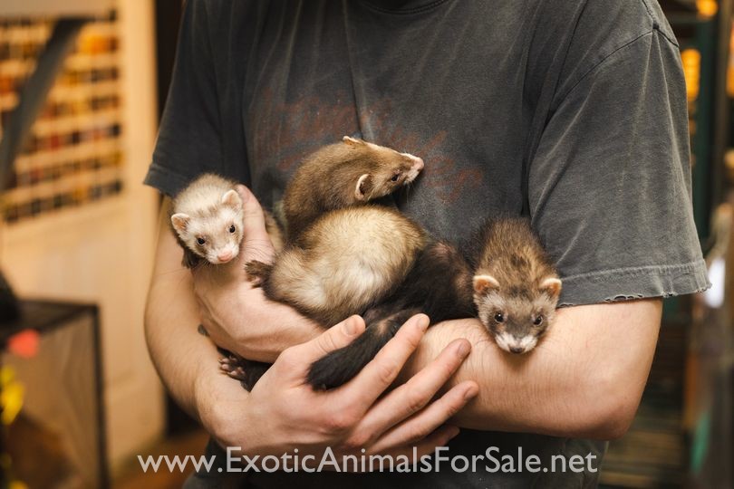 Marshalls Ferrets For Sale Near Me for Sale