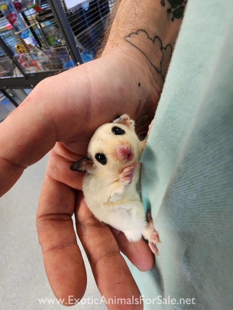 Sugar Gliders, several colors to choose from! Financing & transport