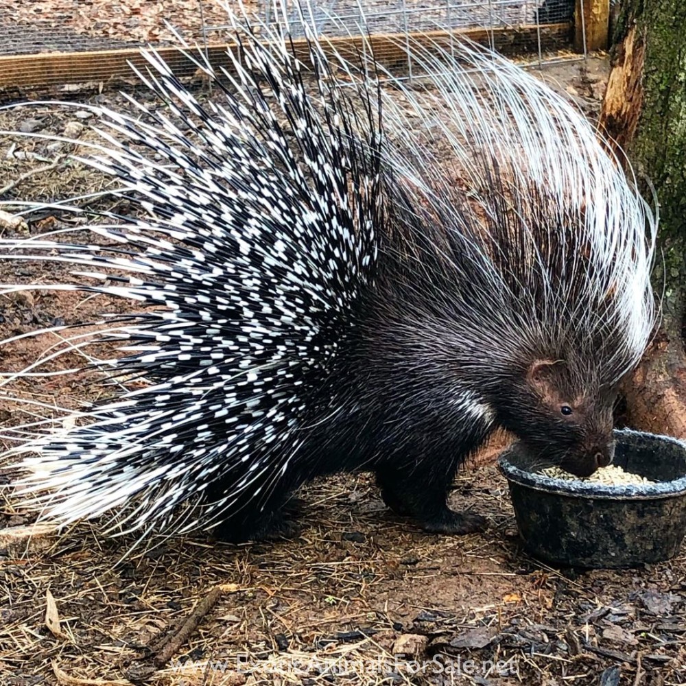 African Crested Porcupine Female for Sale