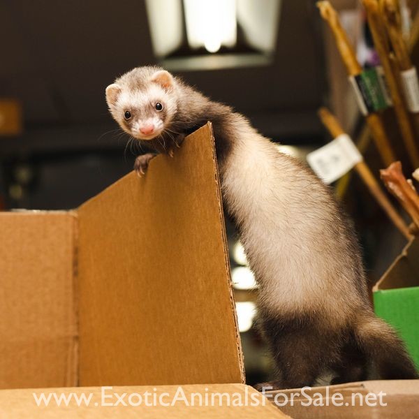 Marshalls Ferrets For Sale Near Me for Sale