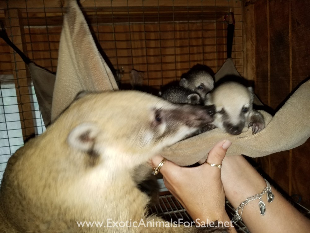 Mountain coatimundi babies for Sale