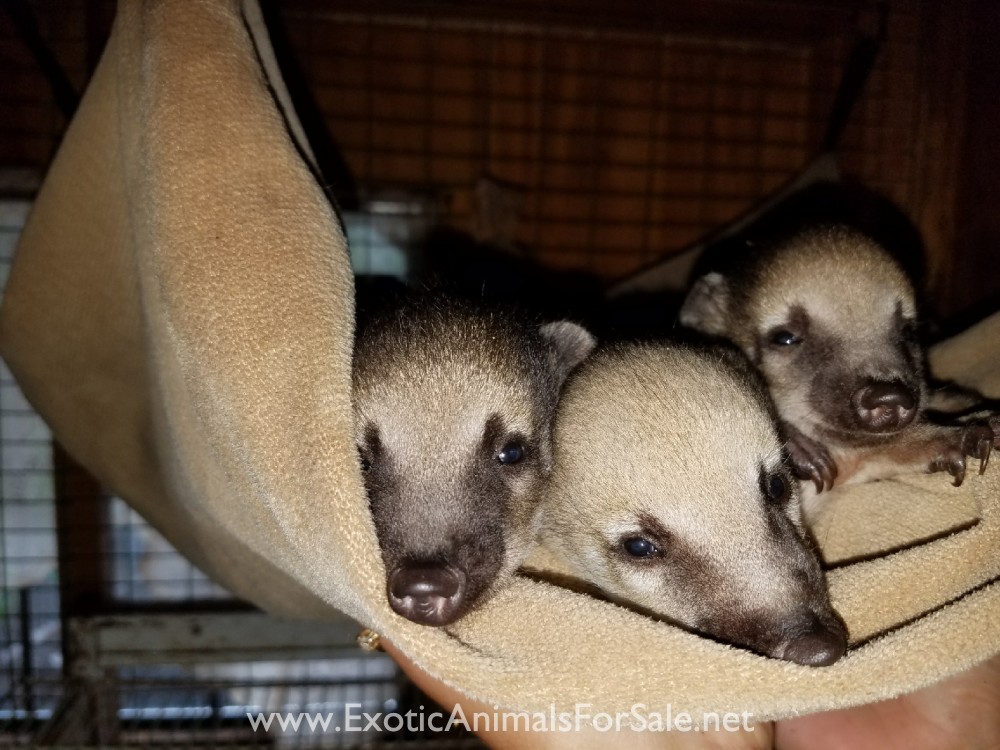 Mountain coatimundi babies for Sale