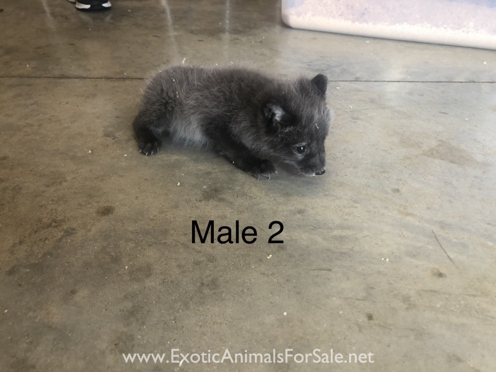 Blue Artic Fox Kits for Sale