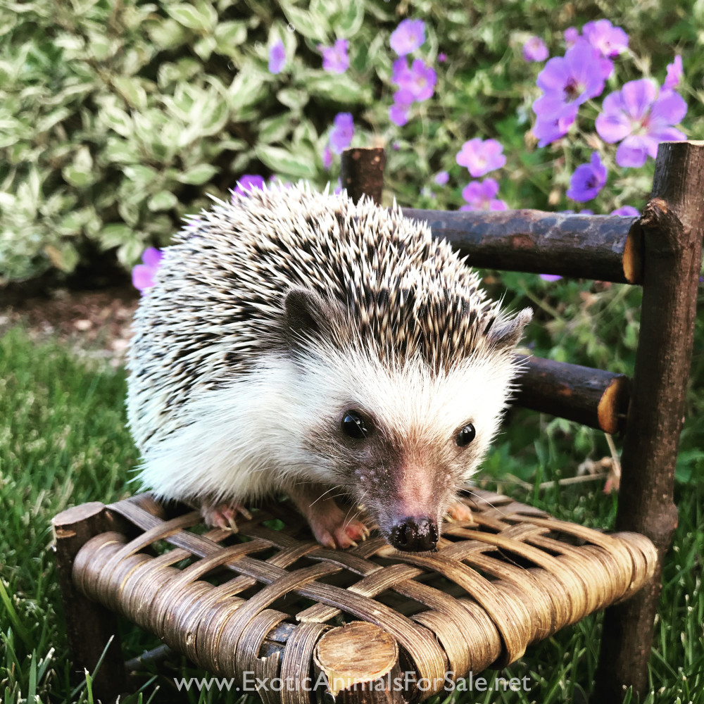 Hedgehogs For Sale