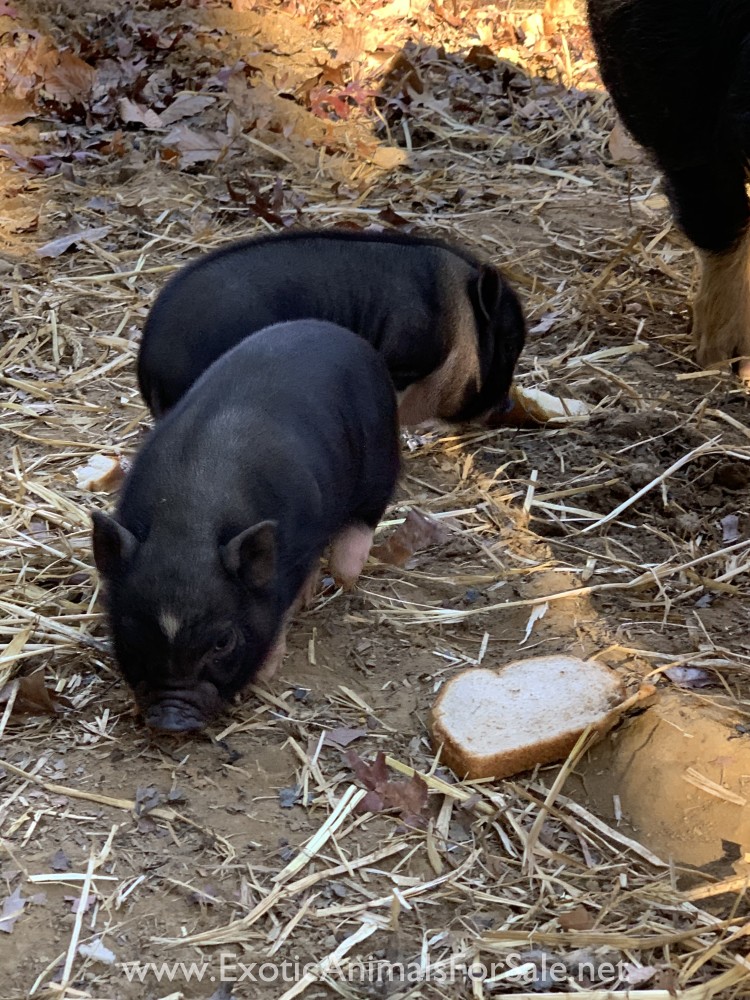 Mini pot belly pig for Sale